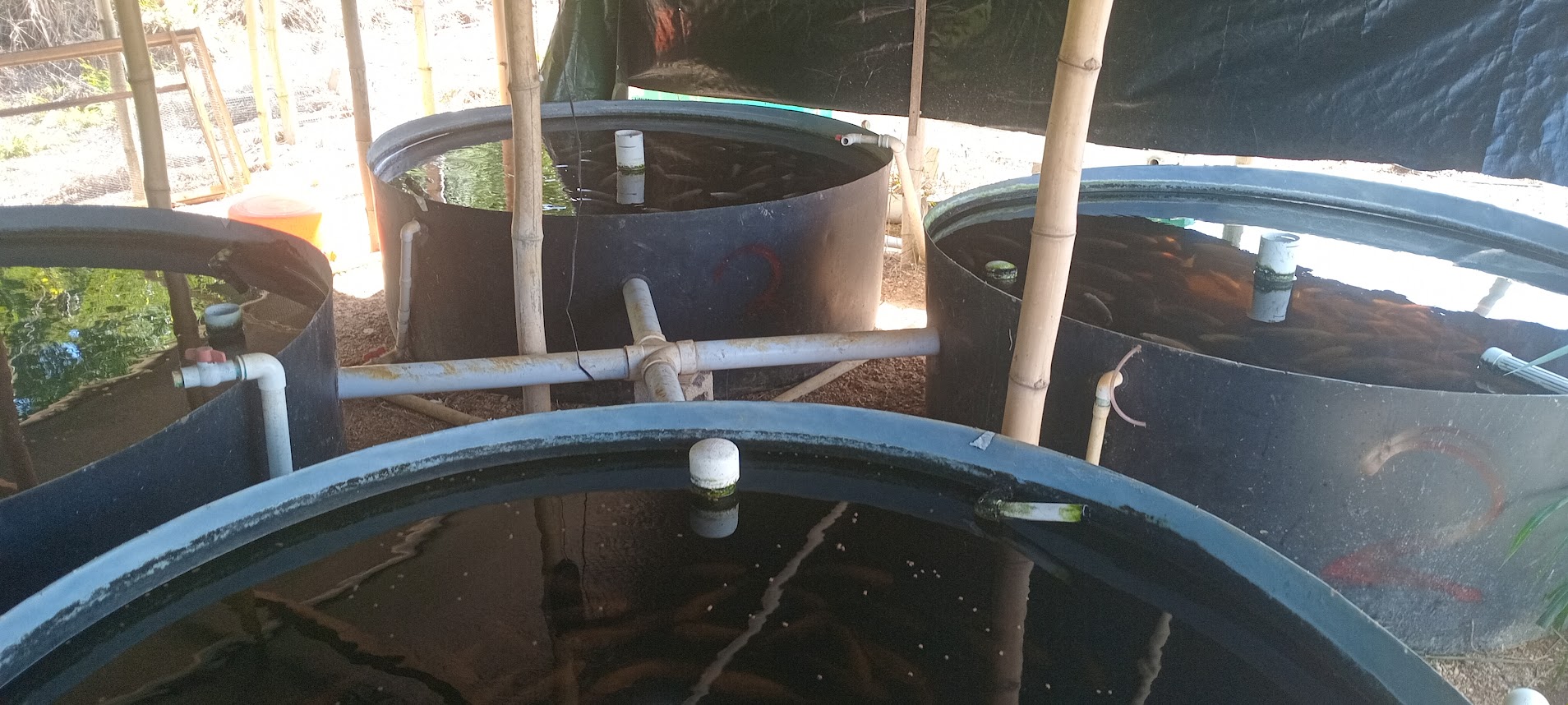 Fish tank supporting nutrient generation