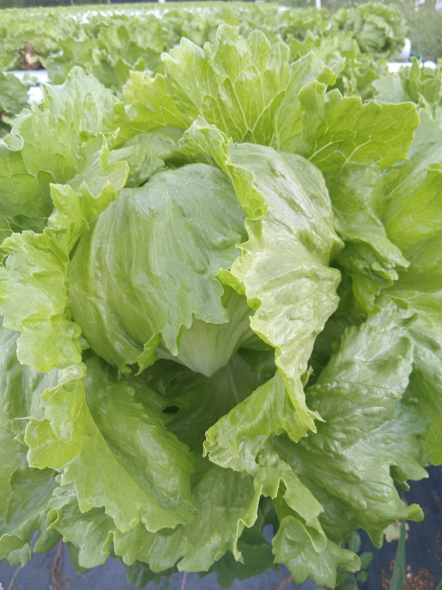 Close-up of iceberg lettuce head