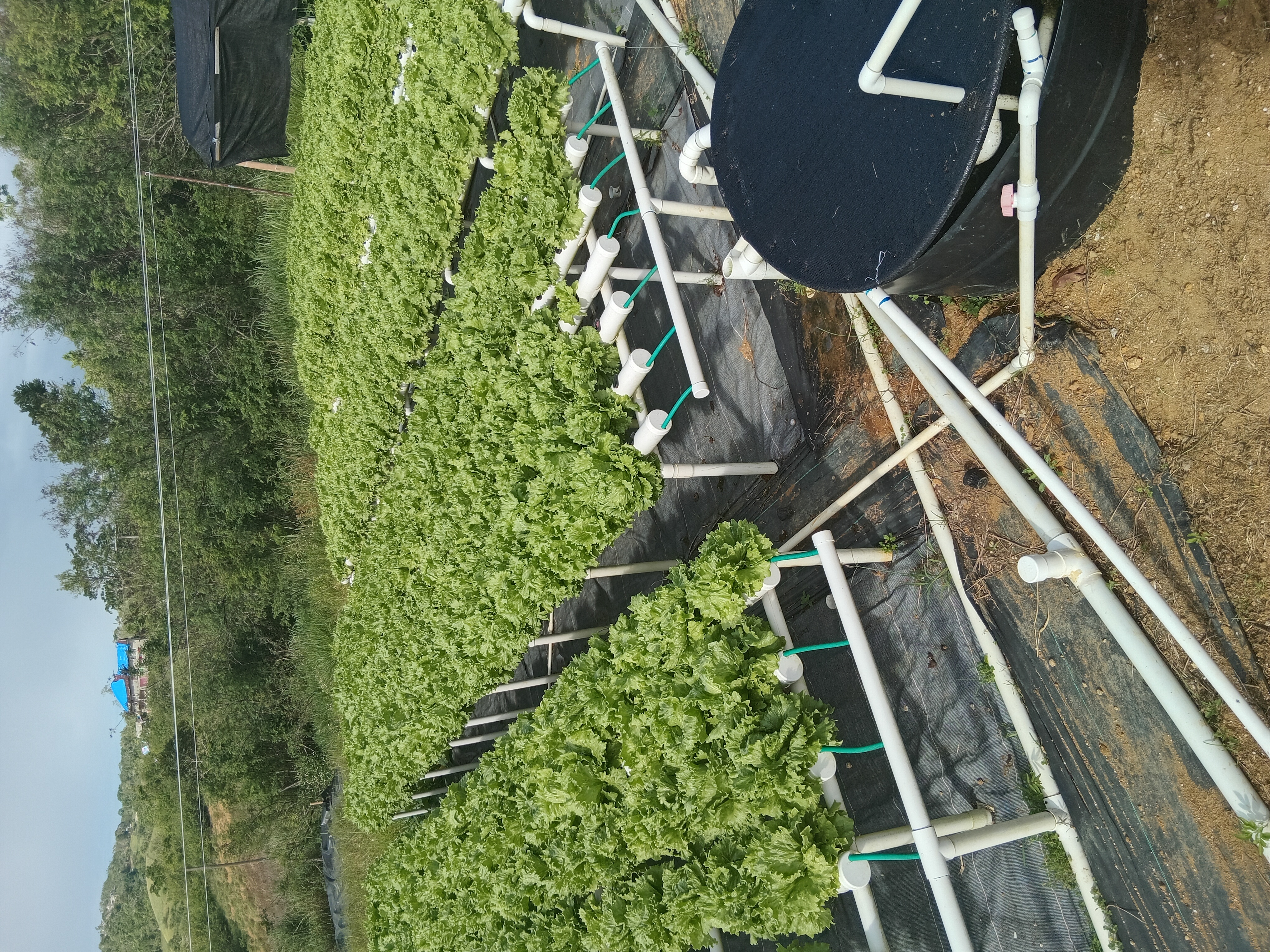 Rows of lettuce in NFT channels